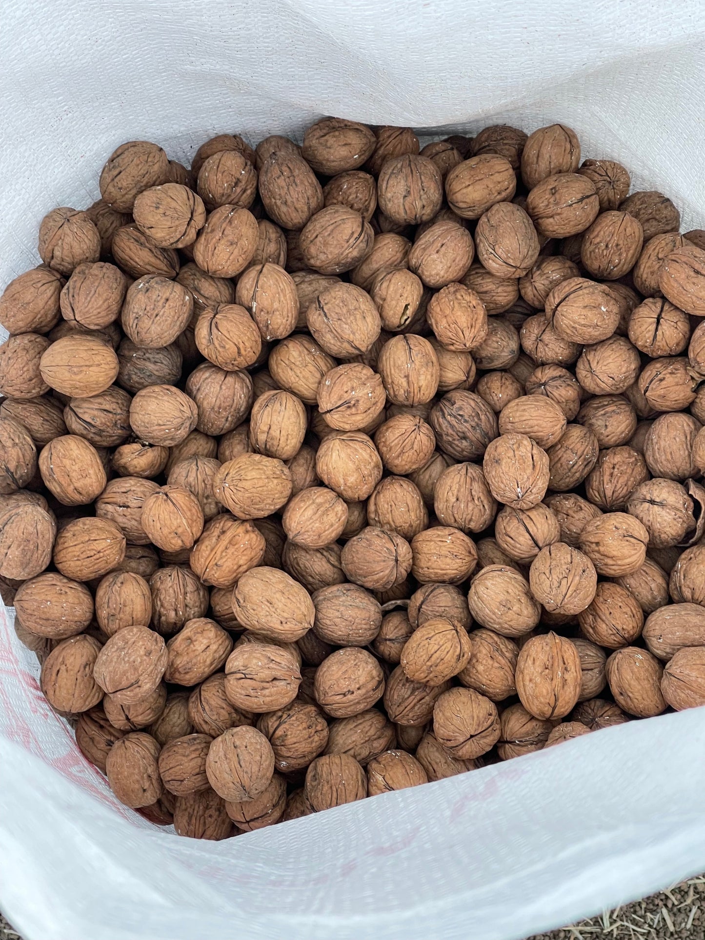 Walnuts 50 lb Winters Ranch