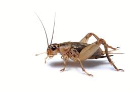 CRICKETS