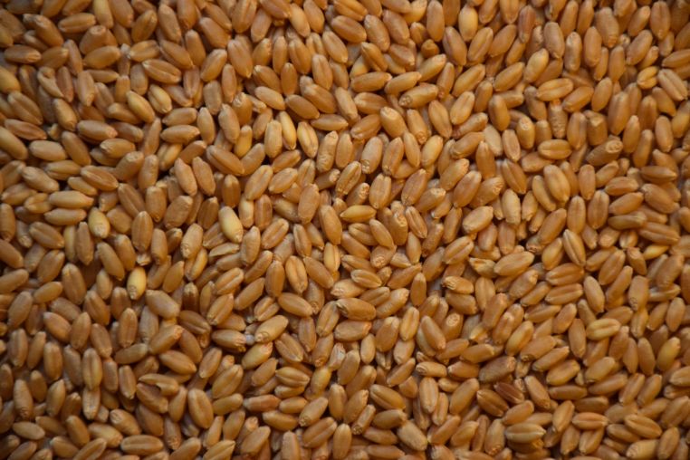 WHOLEWHEAT #50