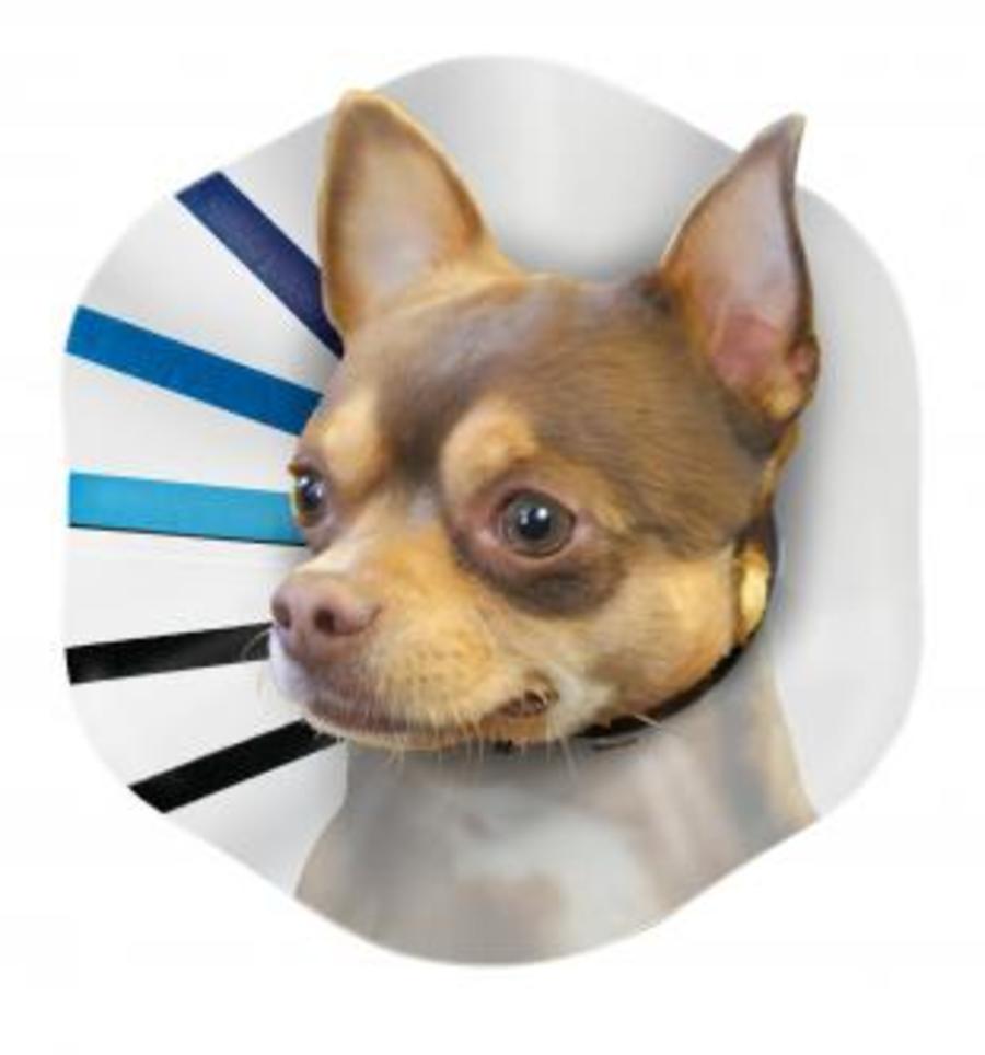 KONG E-COLLAR KONG SMALL 8-9"