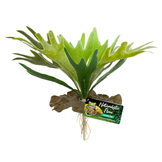 ZM STAGHORN FERN