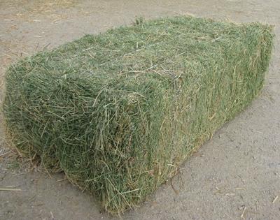 ALFALFA HAY GRD 1