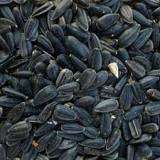BLACK OIL SUNFLOWER 40 LB