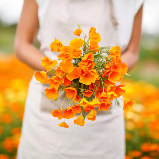 CALIFORNIA POPPY seed 1lb