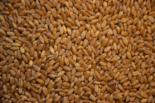 WHOLEWHEAT #50